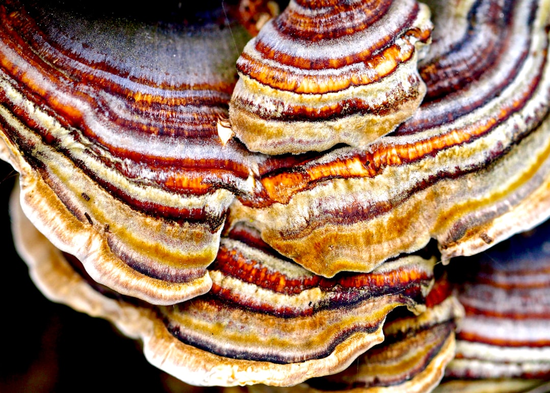 comment cuisiner les shiitake 2