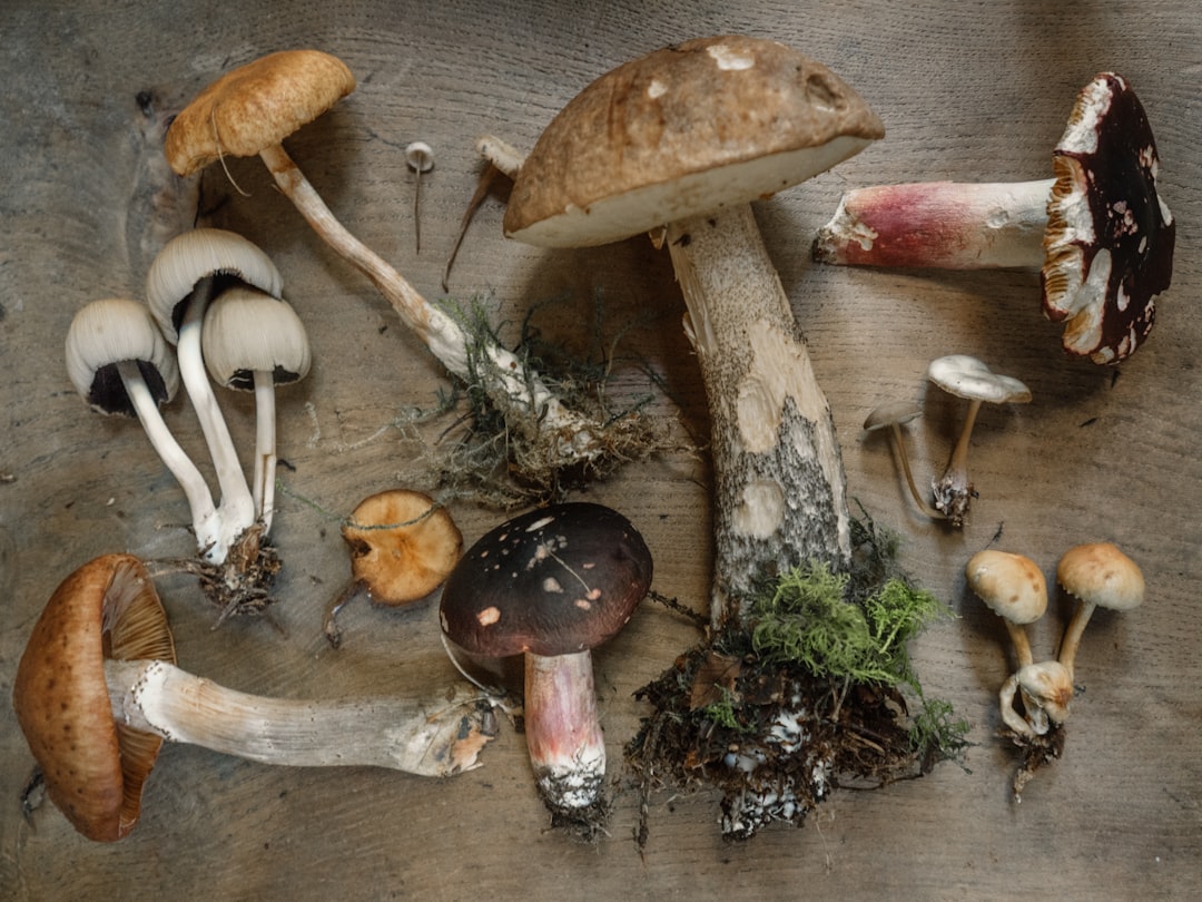 comment cuisiner les shiitake 3