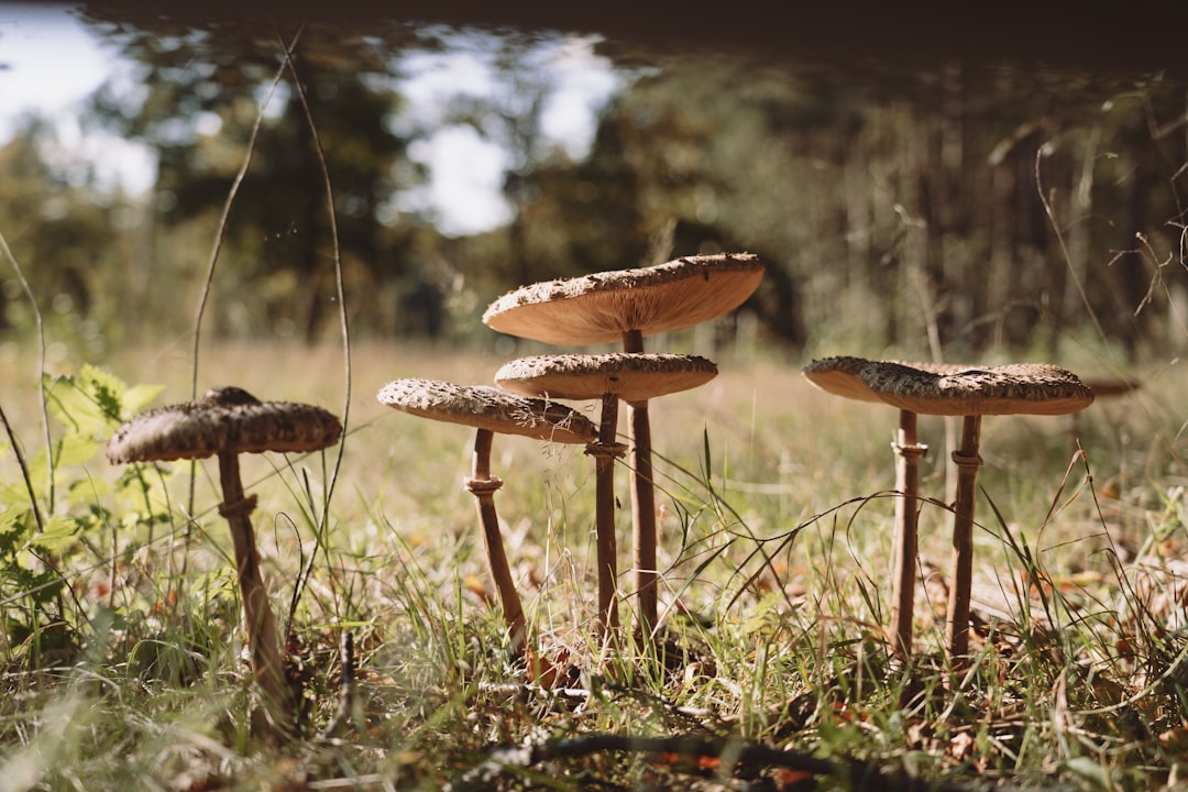 comment cuisiner les shiitake 4