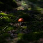 Les incroyables bienfaits des champignons pour votre santé que vous ignorez peut-être